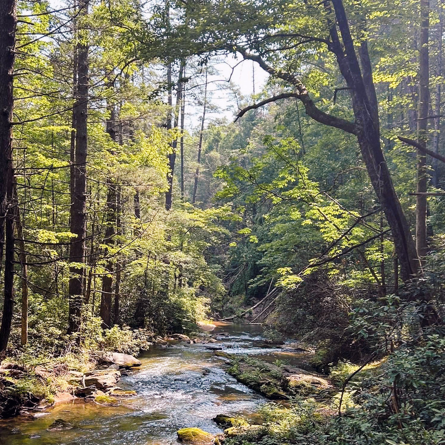 A serene forest scene with a gentle stream flowing through lush, green trees. Sunlight filters through the foliage, casting dappled light on the water and mossy rocks.
